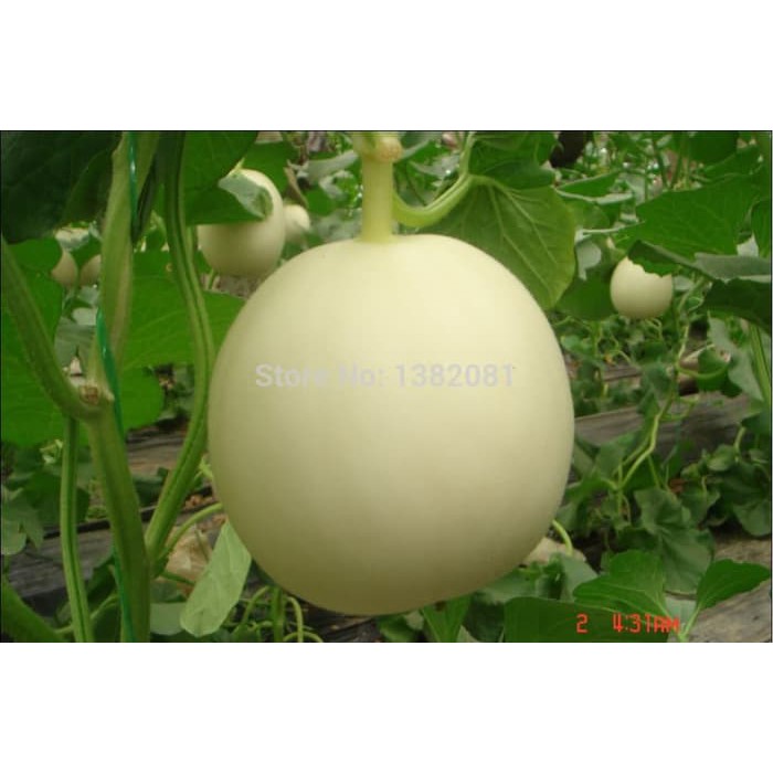 MURAH Benih-Bibit Melon Apel Galaxy (BISI) NEW