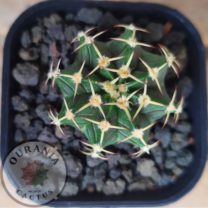 Kaktus Gymnocalycium Mihanovichi Hybrid