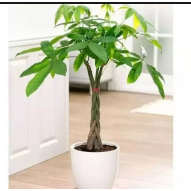 tanaman hias indoor pachira kepang 5 - moneytree - tanaman hias pachira - pohon pachira - pachira ke