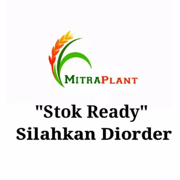 Bibit Pohon Anggur Merah - Buah Anggur - Tanaman Anggur Merah K1Ds