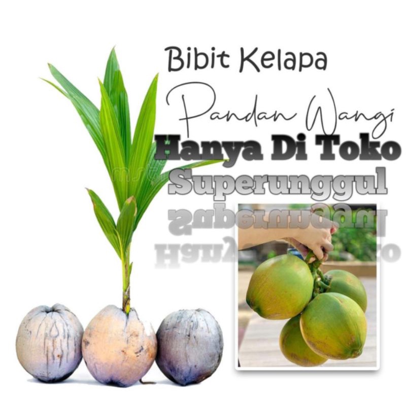 Bibit Kelapa Pandan Wangi Asli Bisa Cod