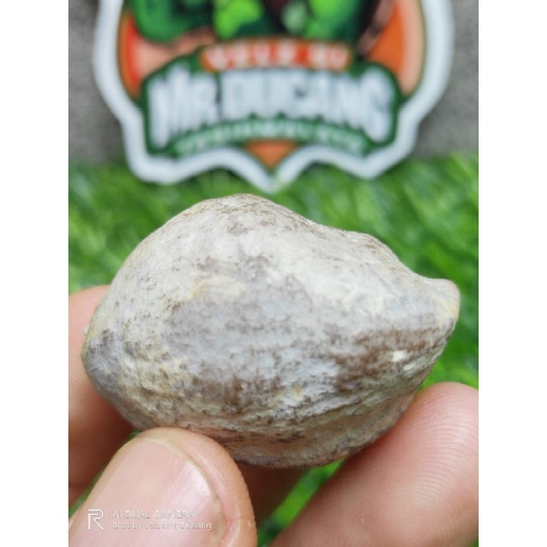 MUNCANG ADU WADAS GURU URGEN