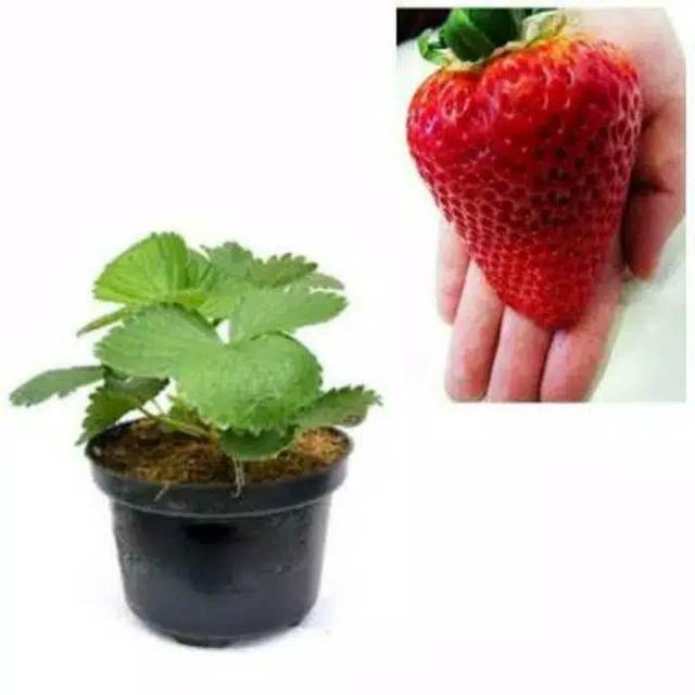 Paket 5 bibit strawberry