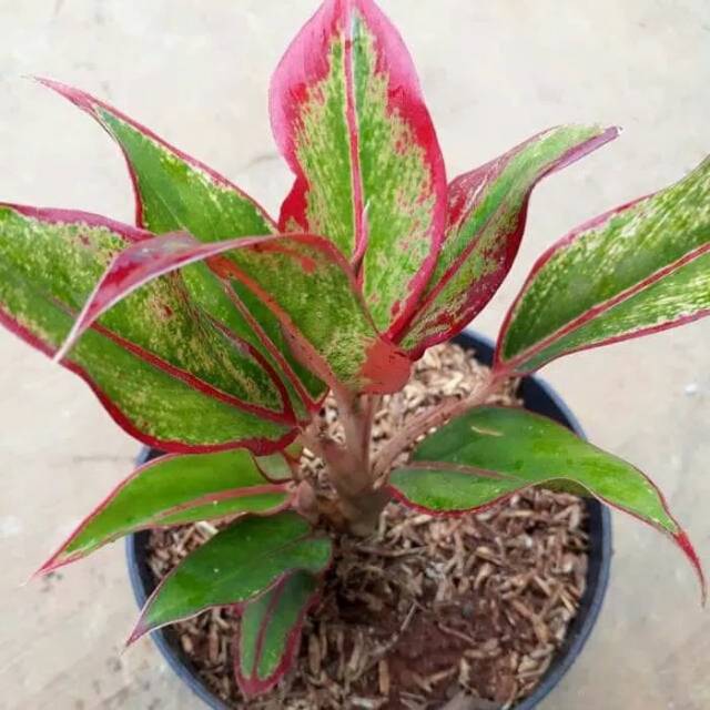 Tanaman Aglonema Lipstik + Pot