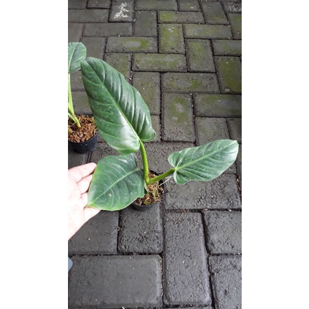 PHILODENDRON SUBHASTATUM