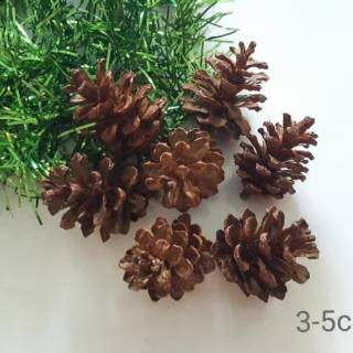  Bunga pinus kering  melimpah Shopee Indonesia