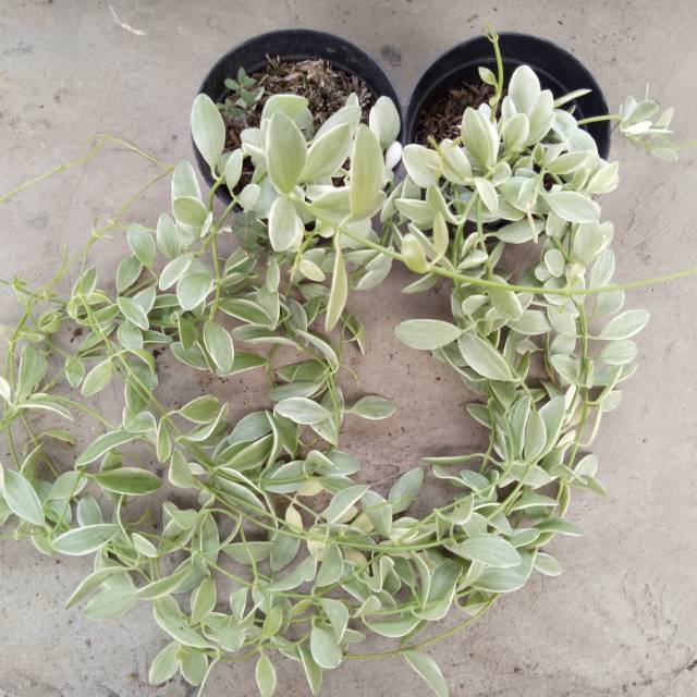 Hoya Dischidia variegata