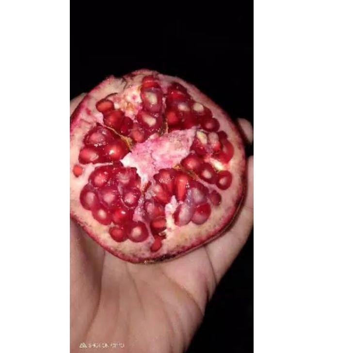 

[CWEJP10071] Buah Delima Merah Spanyol jumbo satuan/perbuah