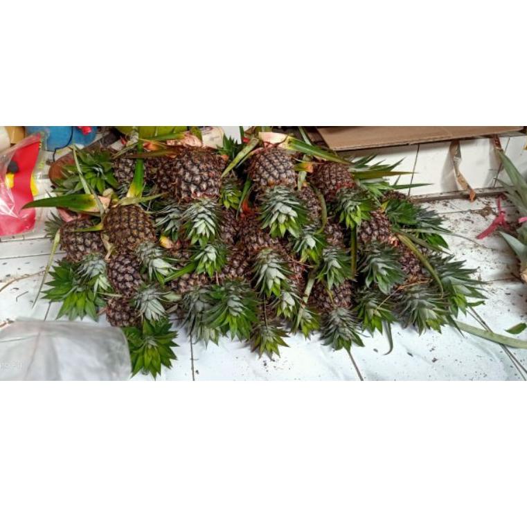 

[KODE PRODUK 9673O] 100% ASLI NANAS MUDA Pelancar Haid BERGARANSI ||