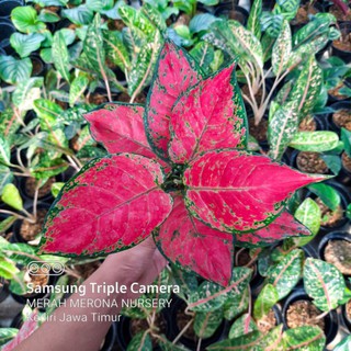  RED  ANJAMANI  merah merona nursery aglonema murah  mmnursery 