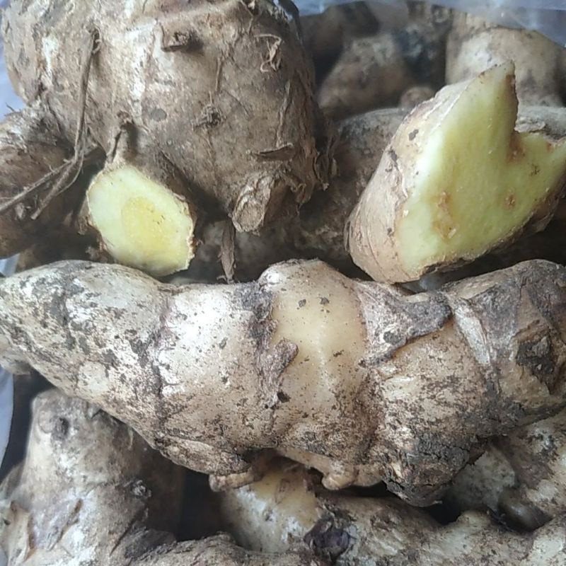 

Kunyit Putih Rimpang segar