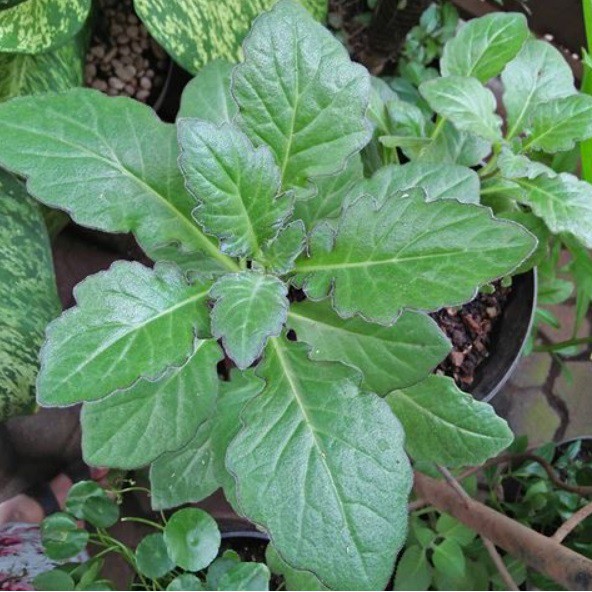 Pohon Dewa Daun Dewa