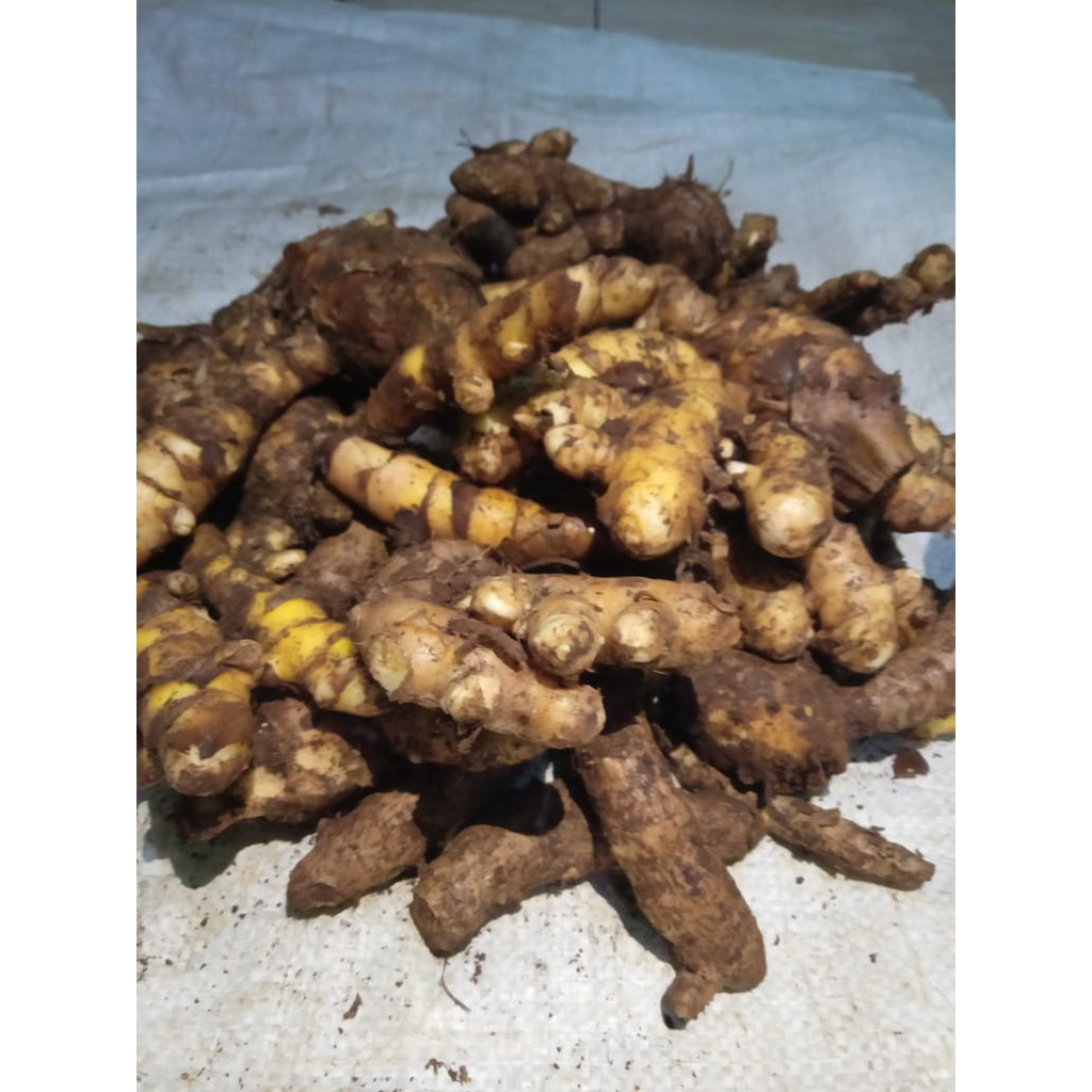 

KUNYIT PUTIH SUPER 1 KG / KUNIR TEMU MANGGA SEGAR ALAMI TUA [COD]