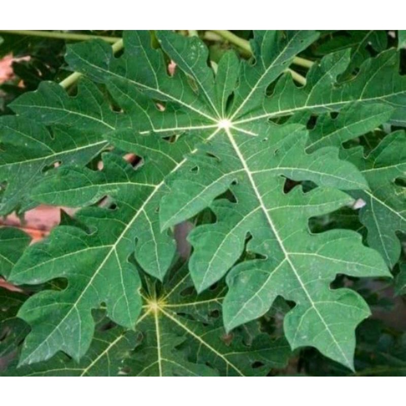 

DAUN PEPAYA,DAUN GANDUL,DAUN GEDANG PER DAUN