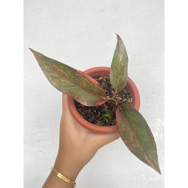 anthurium hookeri pink varigata