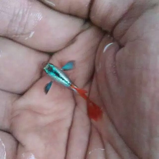 

ikan hias Guppy prtde ( platinum red tail Dumbo ear )