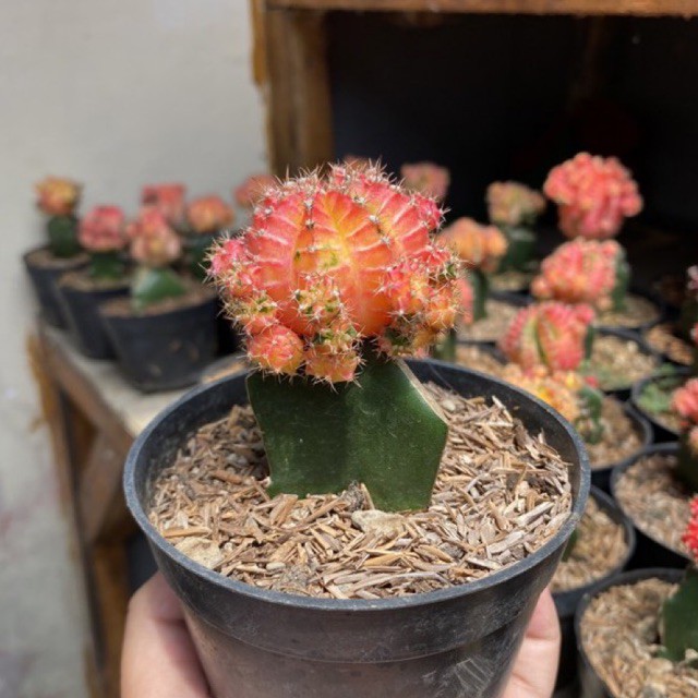 KAKTUS GYMNO TRICOLOR