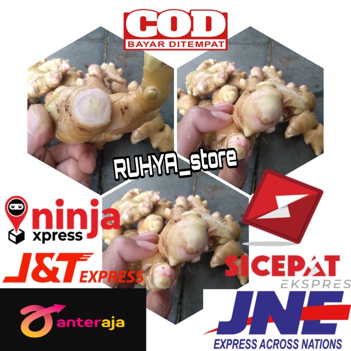 

Ready Jahe Gajah- Jahe Putih Segar 1 Kg langsung petik