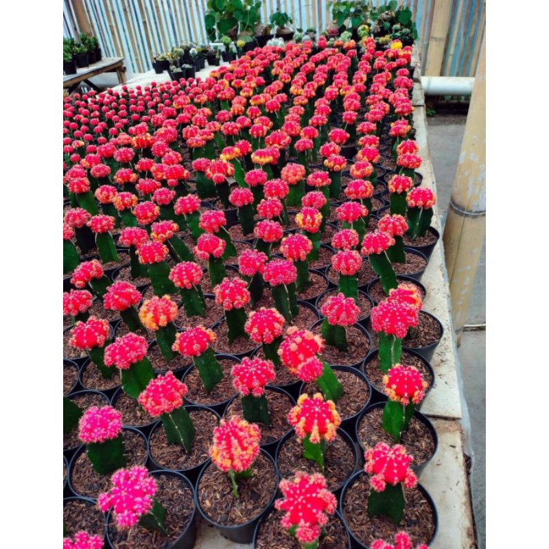 Tanaman hias kaktus | Tanaman kubah besar kaktus