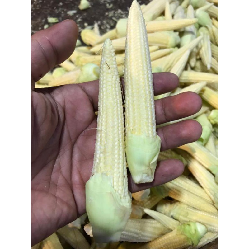 

Jagung semi / acar (250 gr)