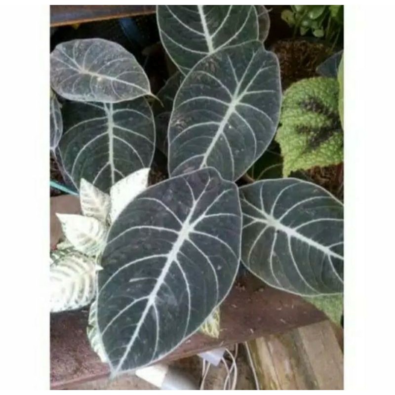 Tanaman Hias Alocasia Black Velvet / Alocasia Black Velvet