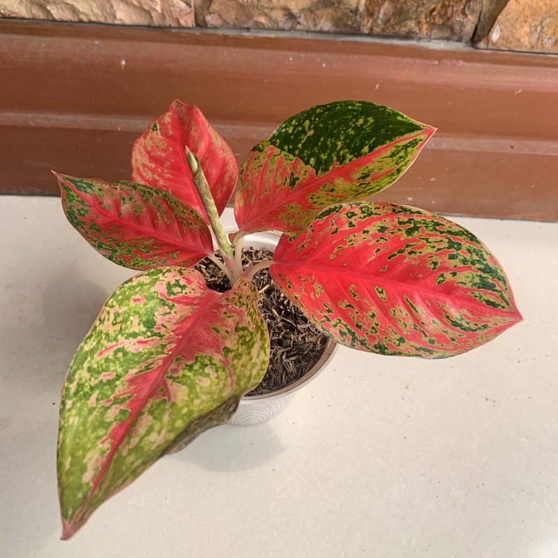 aglonema rindu mutasi