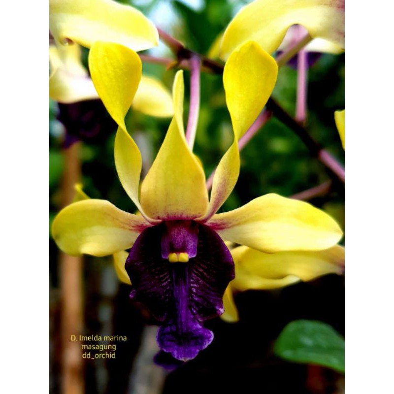 Dendro Imelda Marina Masagung