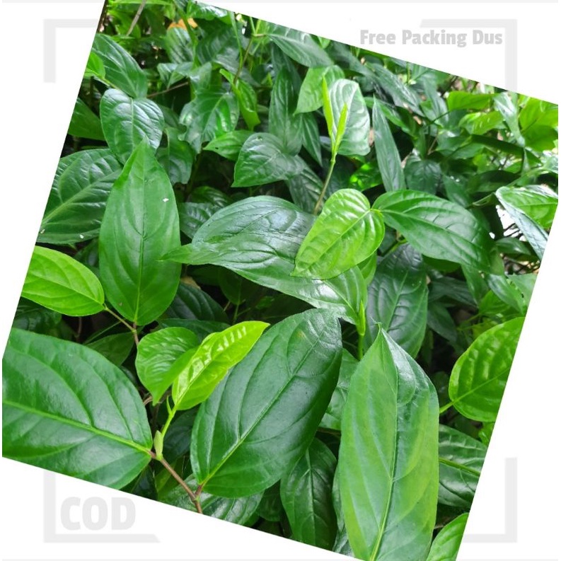 Bibit Melada Siap Sambung