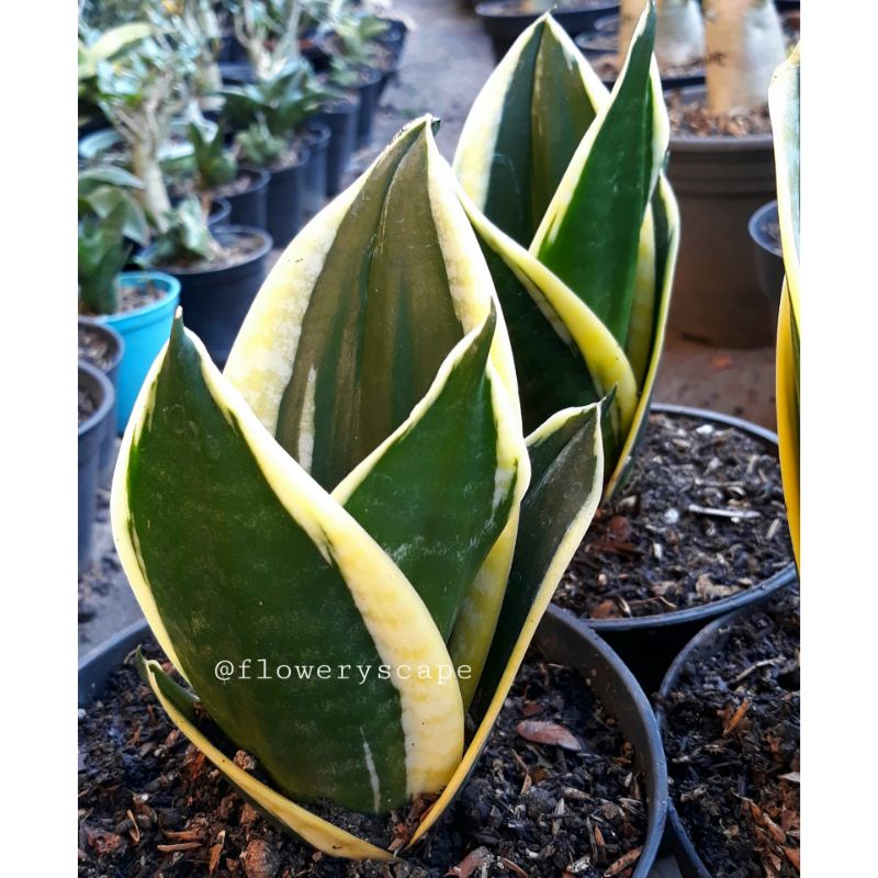 Sansevieria pagoda tower