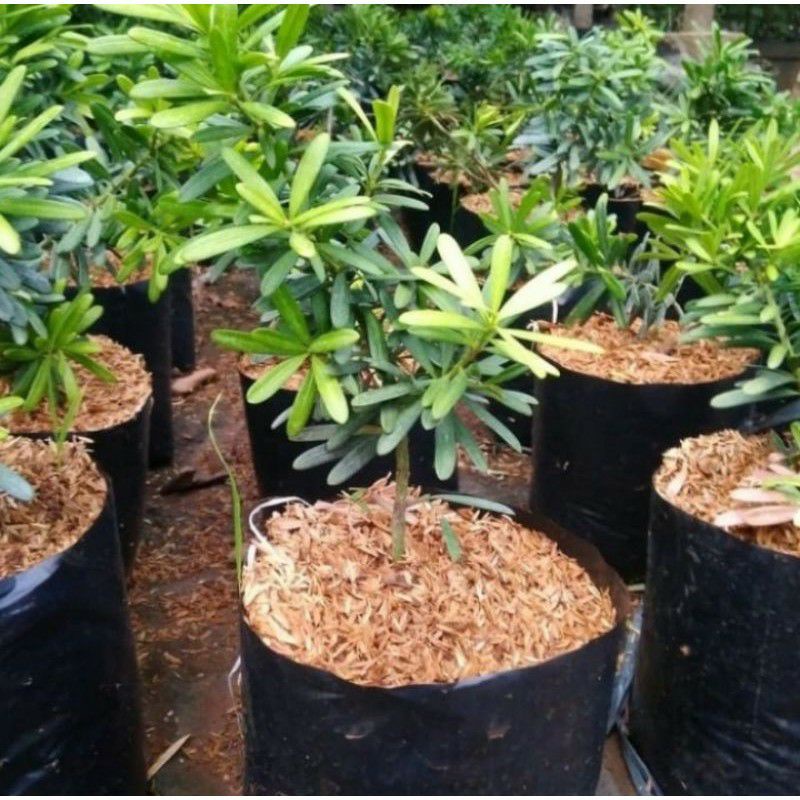 Pohon Lohansung Cincuan Tanaman Hias Bibit Bonsai Lohansung Taiwan