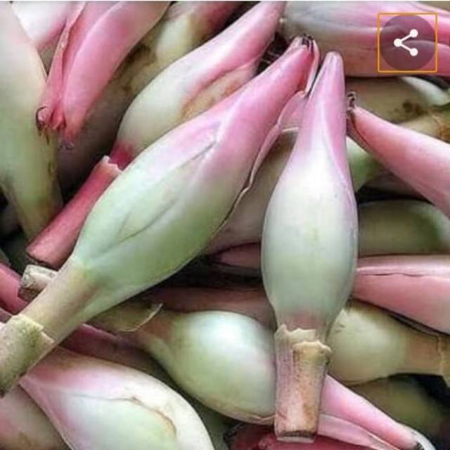 

Kecombrang/Rias/Kencong super (1kg)