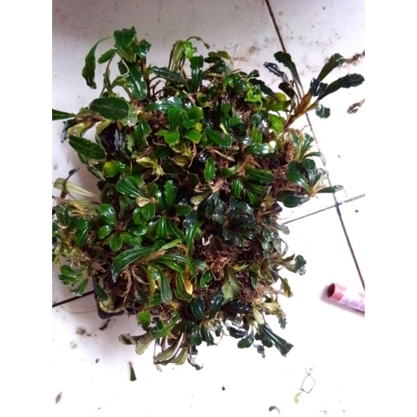 paket bucephalandra 1/4 kg