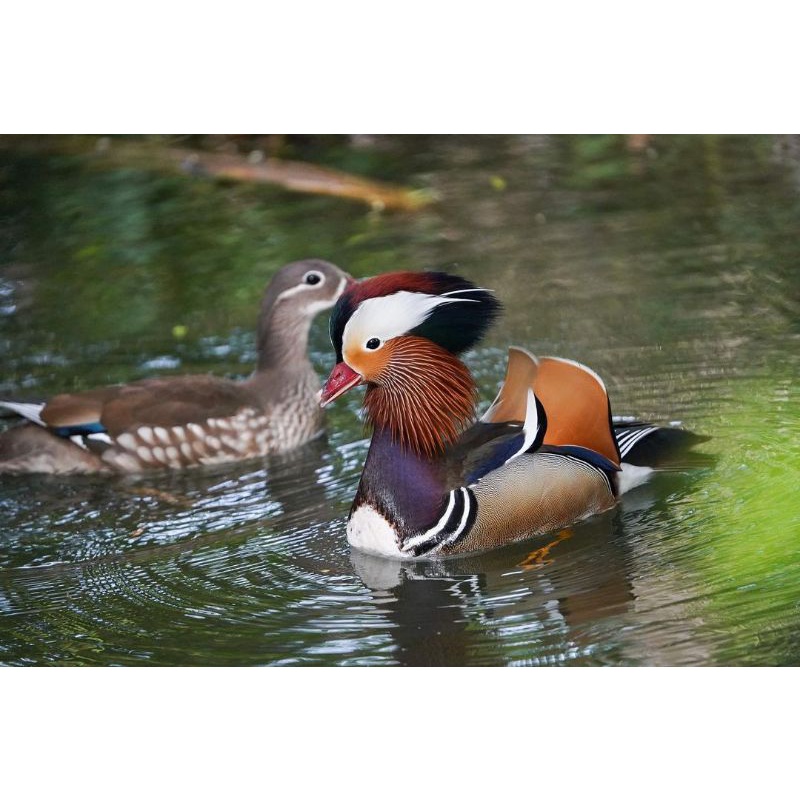 telur bebek hias Mandarin telur untuk di tetaskan original