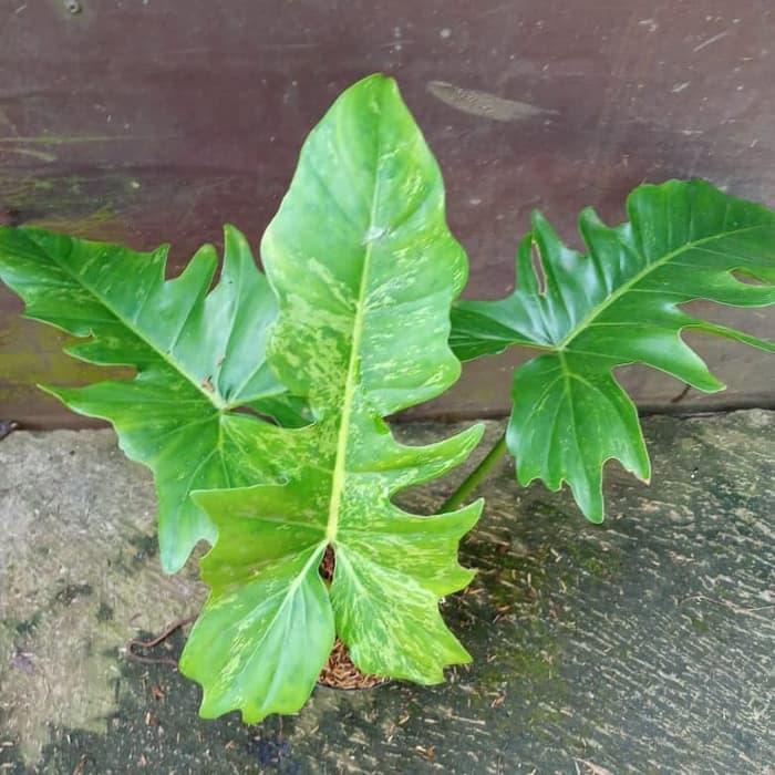 tanaman hias philodendron gregaji - philo gregaji