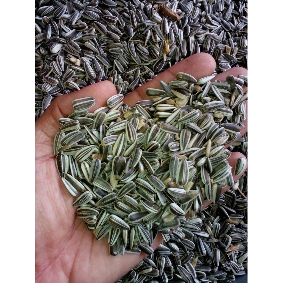 kwaci matahari mentah 500 gr