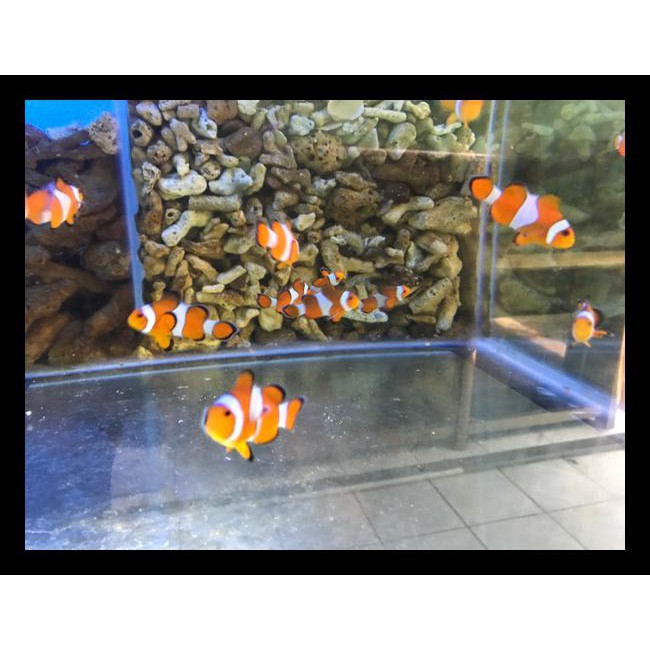 Ikan Hias Laut Nemo Biasa Termurah