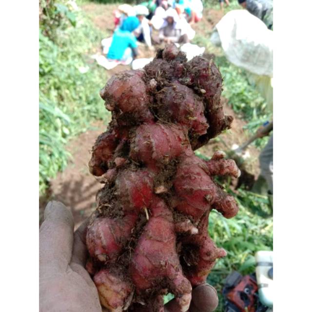 

Jahe merah fresh