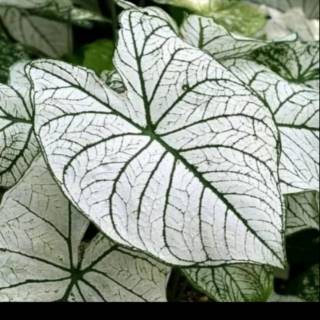 Tanaman Hias Keladi Putih White Caladium Plant Shopee Indonesia