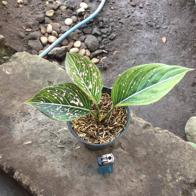 Aglonema siti Nurbaya / aglaonema siti nurbaya