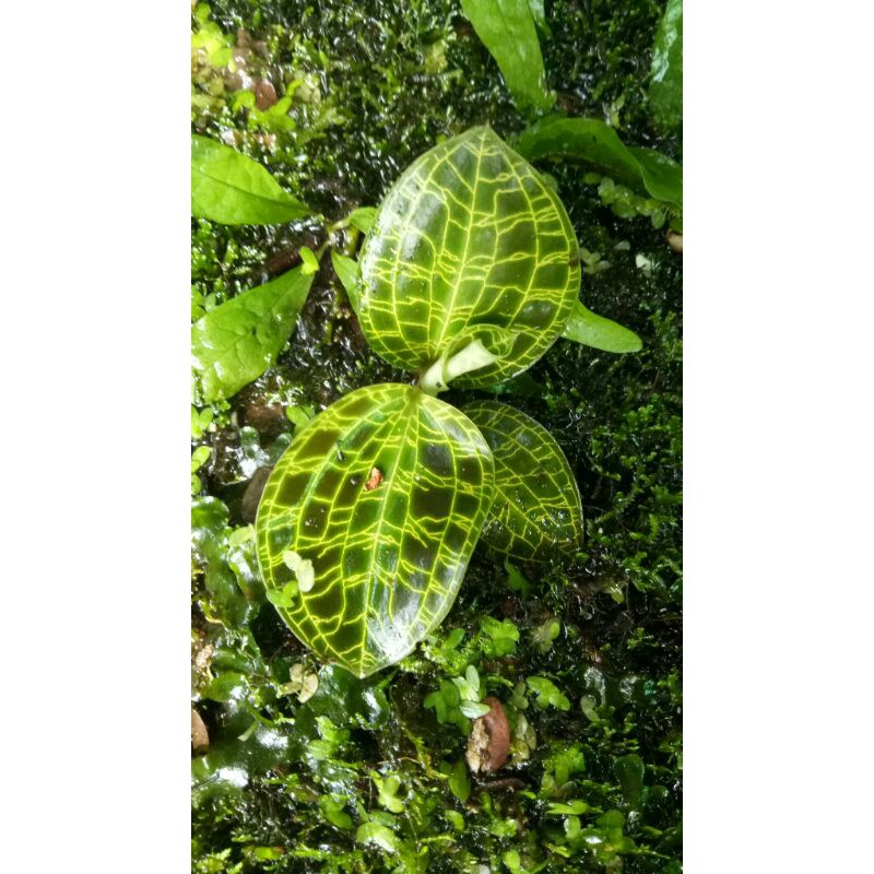 

jewel orchid (machodes petola) karpet/ pohon /pot /bunga / bonsai / tanaman aquascape/ aquascape /aquarium/taman / tanaman akuascape /tanaman hias / hiasan / hiasan akuarium / paludarium/ vivarium/ terarium