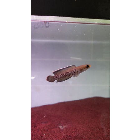 channa stewarti karbi size 4-5cm