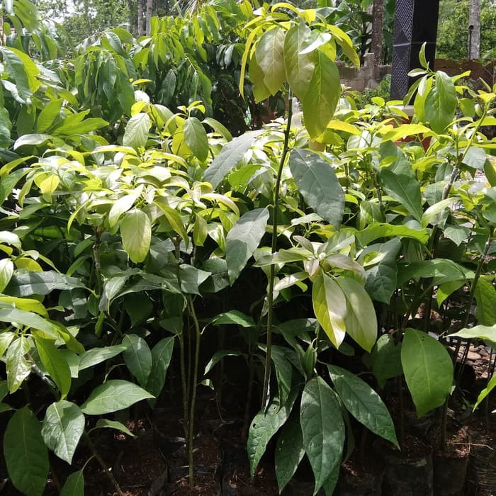 bibit alpukat miki mentega siap tanam