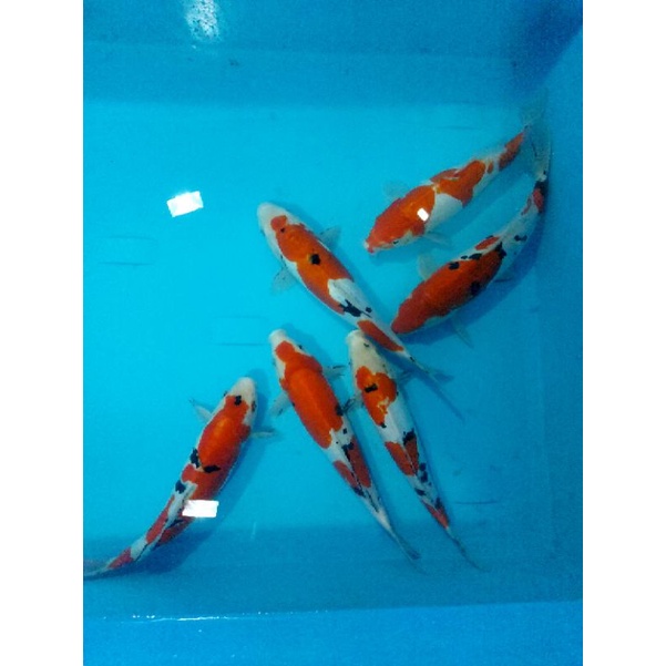 paket murah Koi sanke kohaku doitsu strong size 26cm 30cm