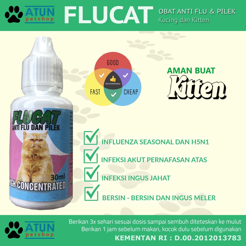 Obat Kucing Pilek  gambargratisgan