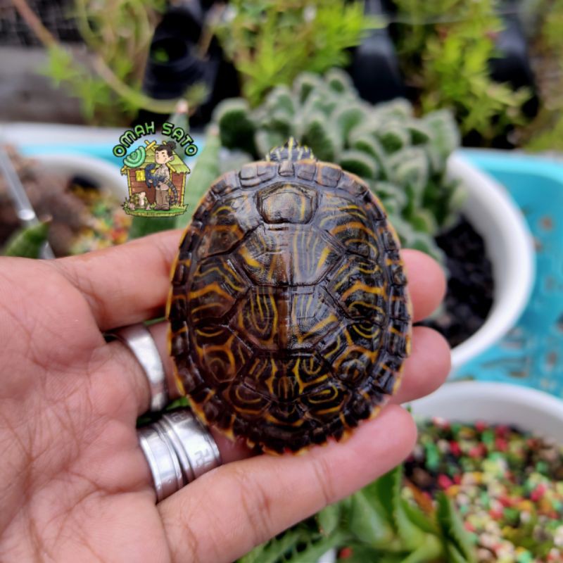 Peninsula cooter 5.5cm