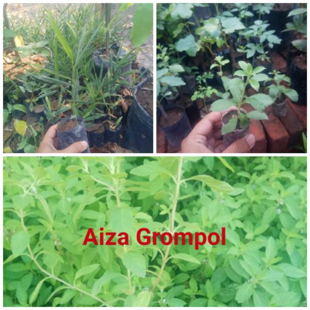 

PAKET MURAH STEVIA JAHE MERAH DAUN MINT