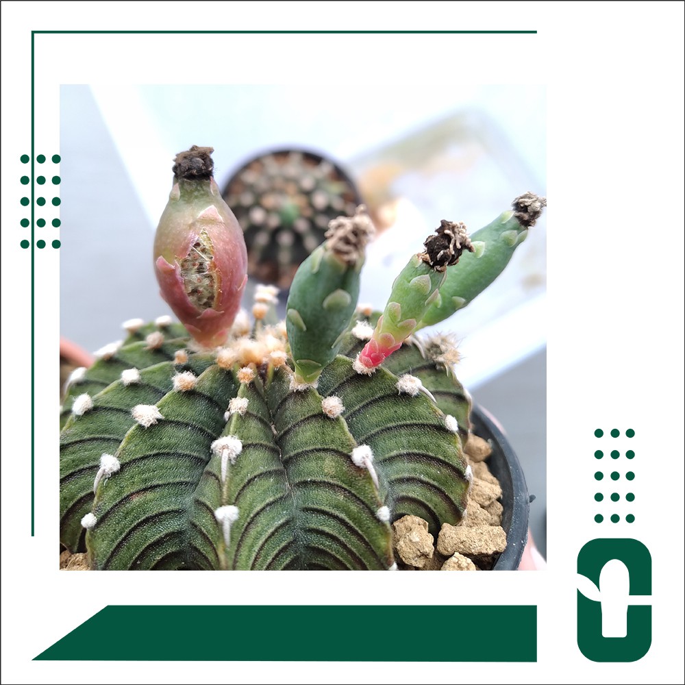 Benih | biji | seed | kaktus | gymnocalycium | miha | LB 2178   x LB 2178