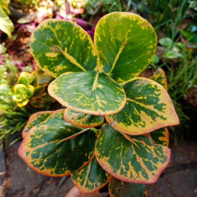 Puring Jengkol puring koin tanaman hias puring puring pohon puring