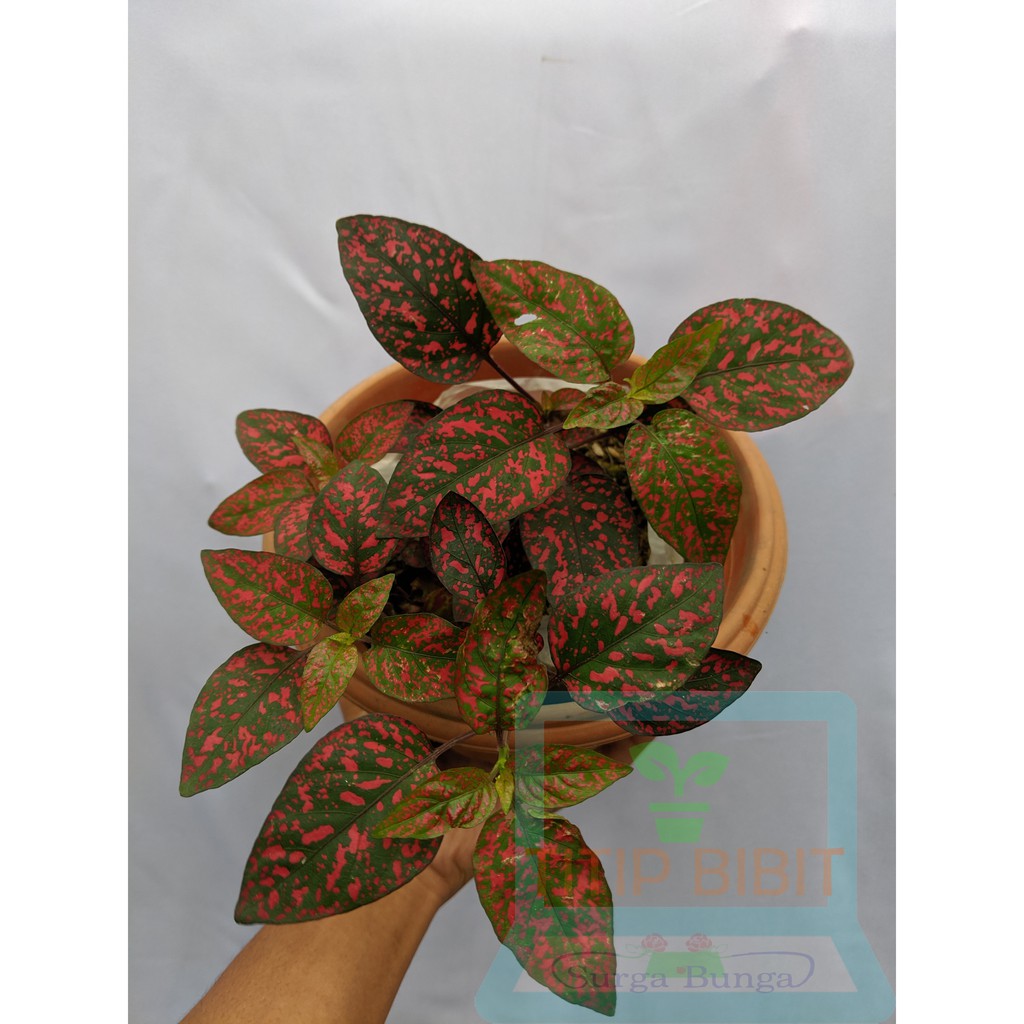 Tanaman Daun Hipotes Merah Maroon