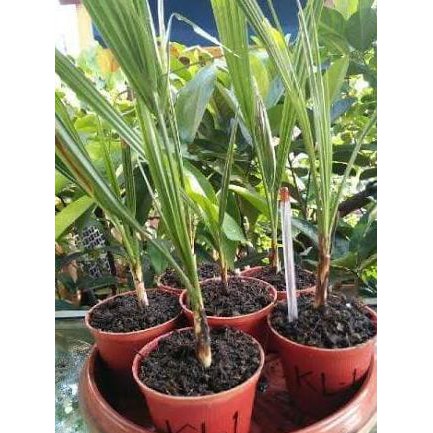 BIBIT TANAMAN BUAH KURMA THAILAND #_#